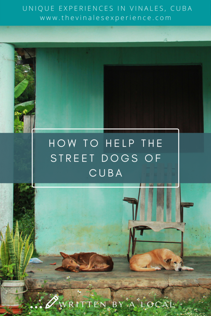 Cuba street dogs