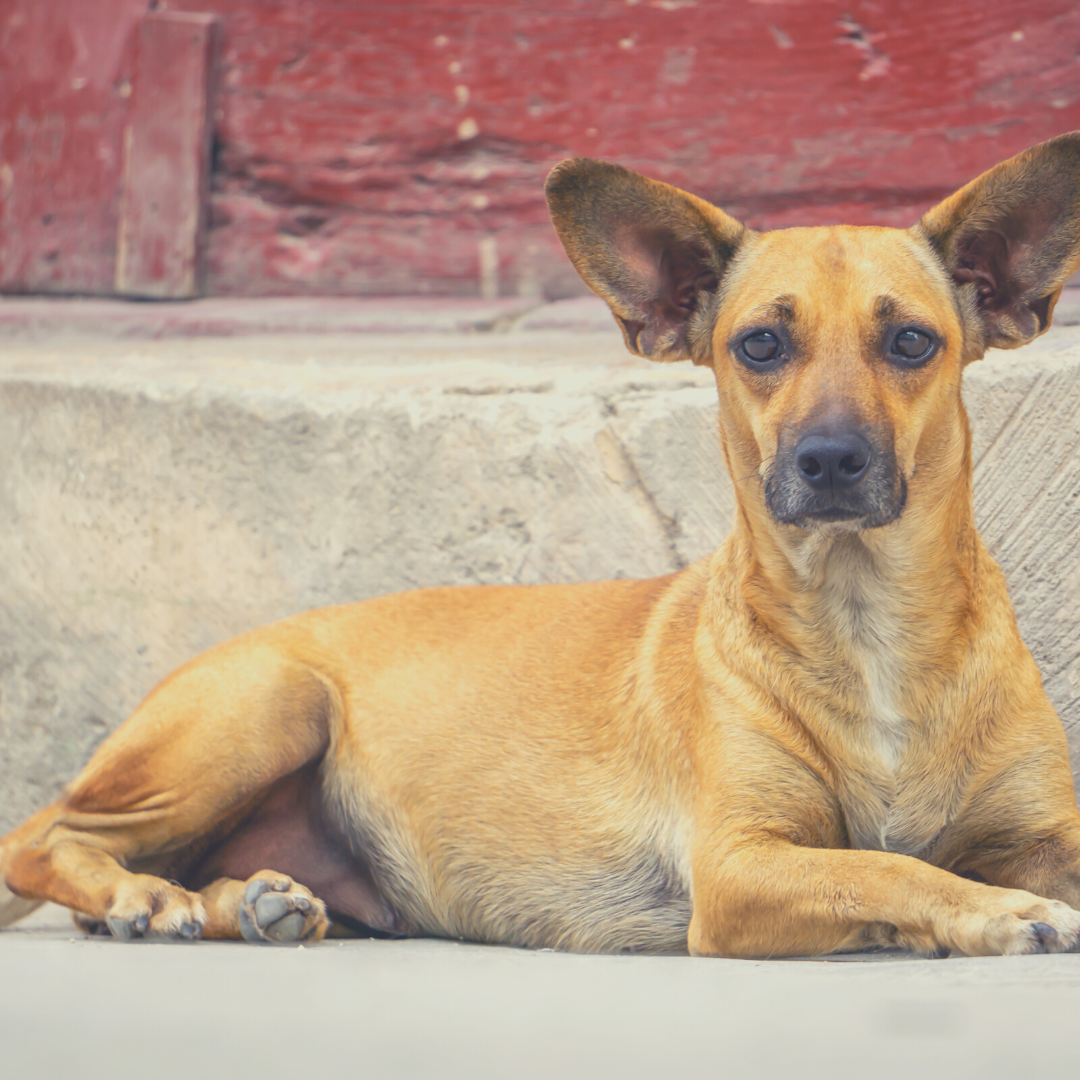 cuba street dog