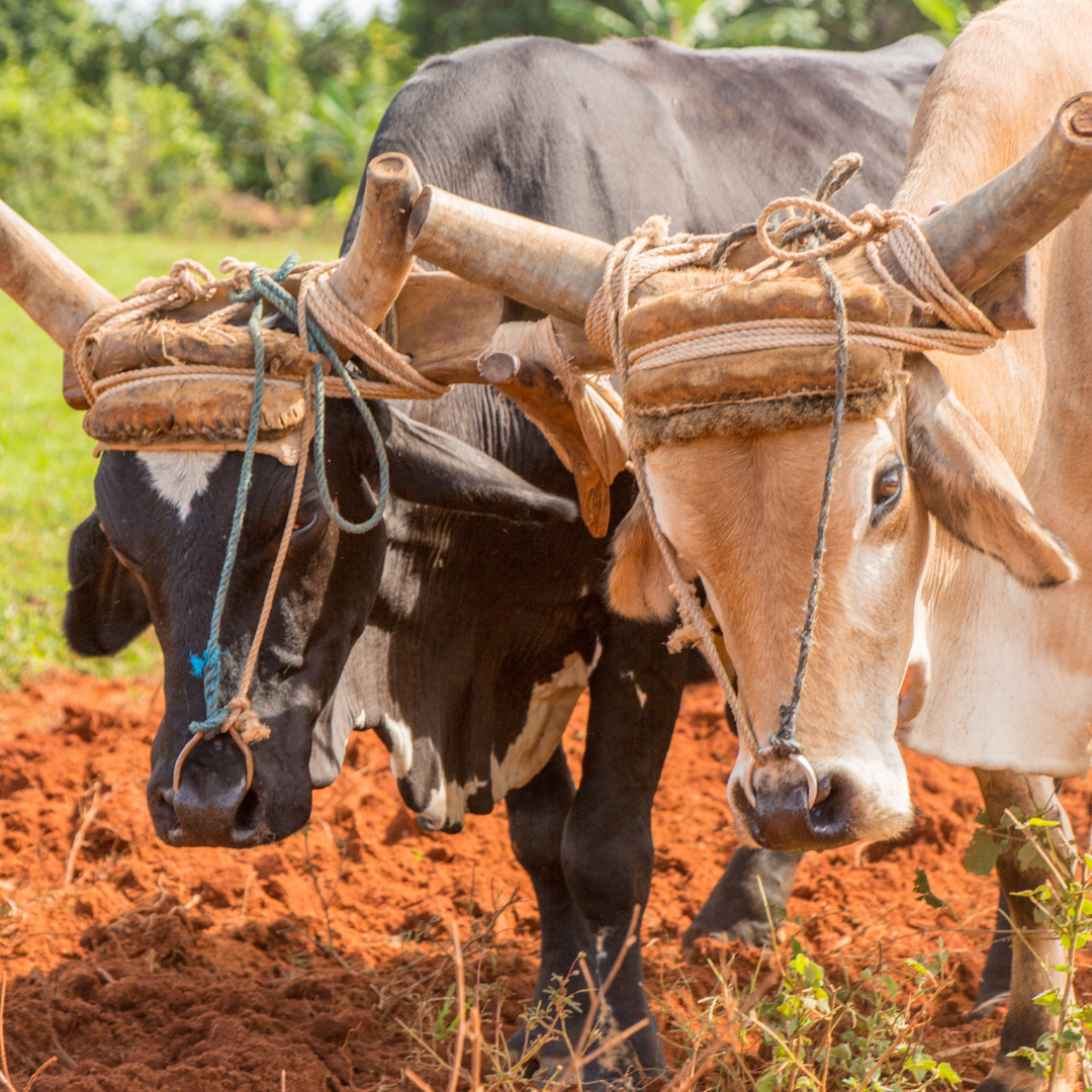 sustainable cuba